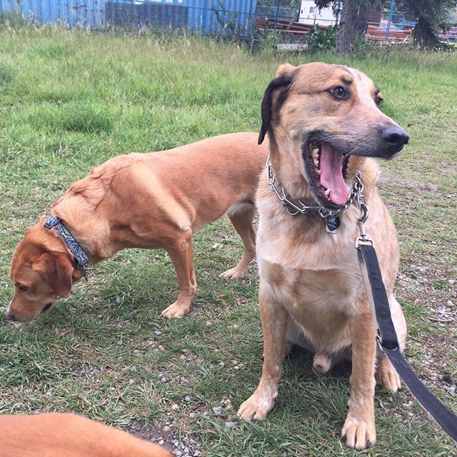 Here are some happy dawgs!!! #sunshine #summer #dogs #packwalks #dogwalker #nwcalgary #yyc