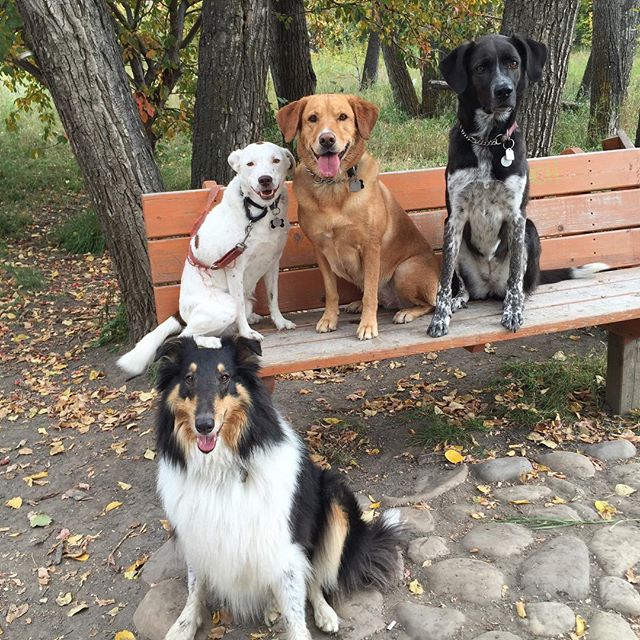 Here are some happy dawgs!!! #sunshine #summer #dogs #packwalks #dogwalker #nwcalgary #yyc