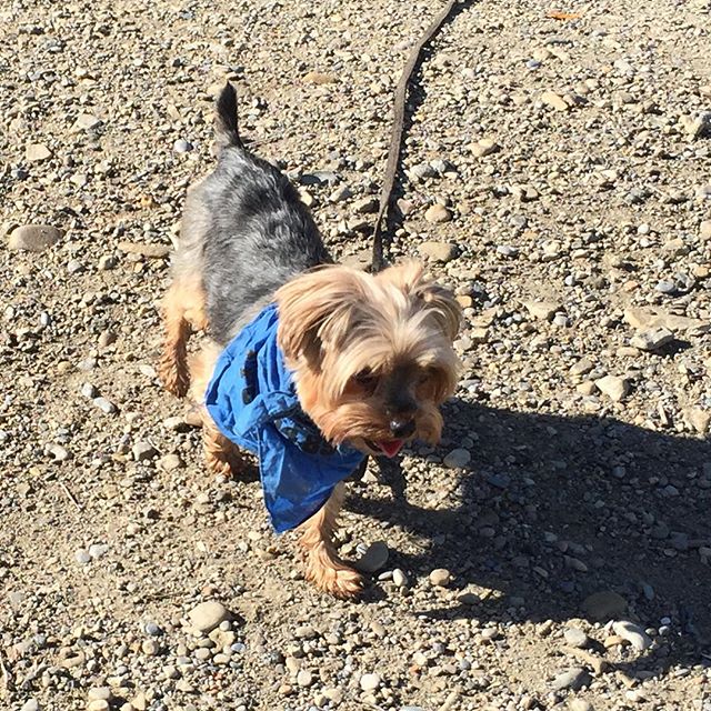 Here are some happy dawgs!!! #sunshine #summer #dogs #packwalks #dogwalker #nwcalgary #yyc
