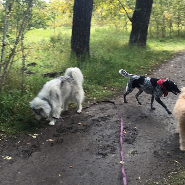 Here are some happy dawgs!!! #sunshine #summer #dogs #packwalks #dogwalker #nwcalgary #yyc