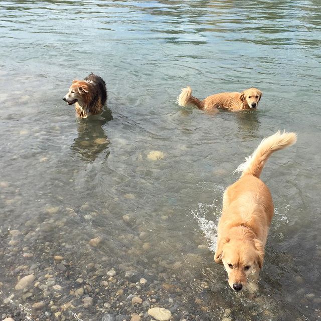 Here are some happy dawgs!!! #sunshine #summer #dogs #packwalks #dogwalker #nwcalgary #yyc