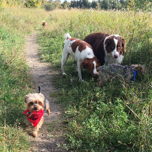 Here are some happy dawgs!!! #sunshine #summer #dogs #packwalks #dogwalker #nwcalgary #yyc