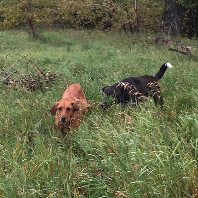 Here are some happy dawgs!!! #sunshine #summer #dogs #packwalks #dogwalker #nwcalgary #yyc
