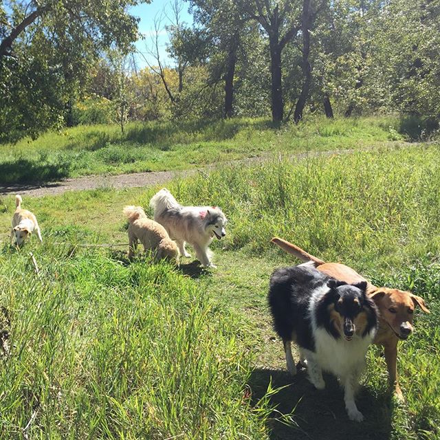 Here are some happy dawgs!!! #sunshine #summer #dogs #packwalks #dogwalker #nwcalgary #yyc