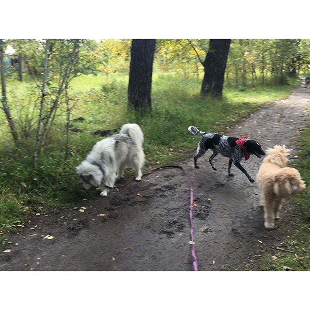 Here are some happy dawgs!!! #sunshine #summer #dogs #packwalks #dogwalker #nwcalgary #yyc