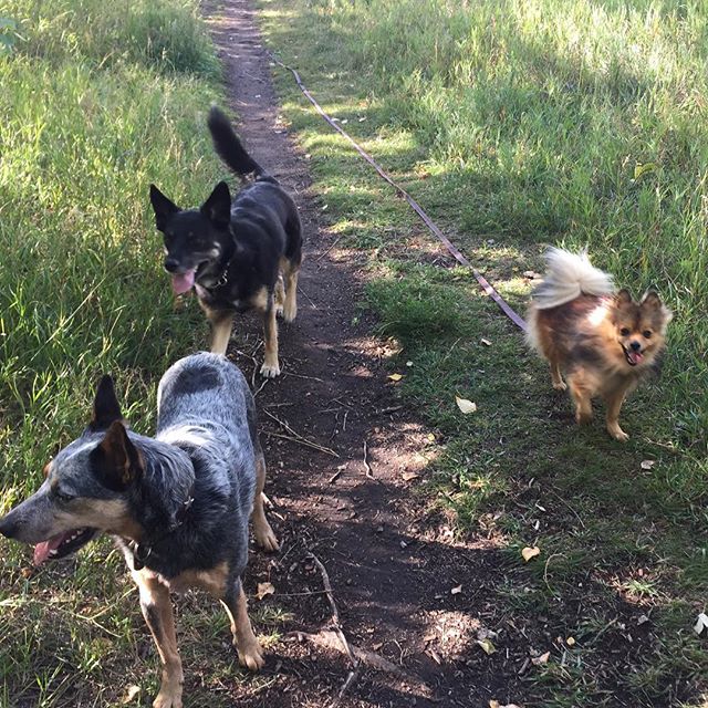 Here are some happy dawgs!!! #sunshine #summer #dogs #packwalks #dogwalker #nwcalgary #yyc