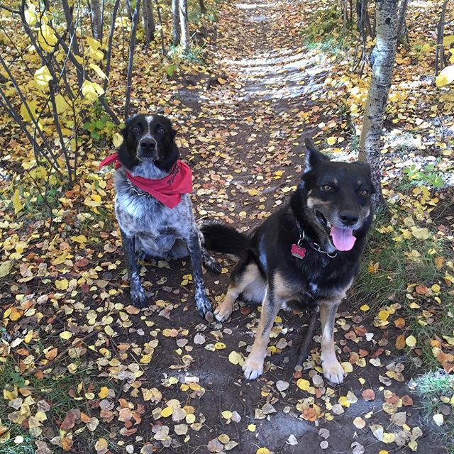 Here are some happy dawgs!!! #sunshine #summer #dogs #packwalks #dogwalker #nwcalgary #yyc