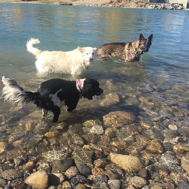 Here are some happy dawgs!!! #sunshine #summer #dogs #packwalks #dogwalker #nwcalgary #yyc
