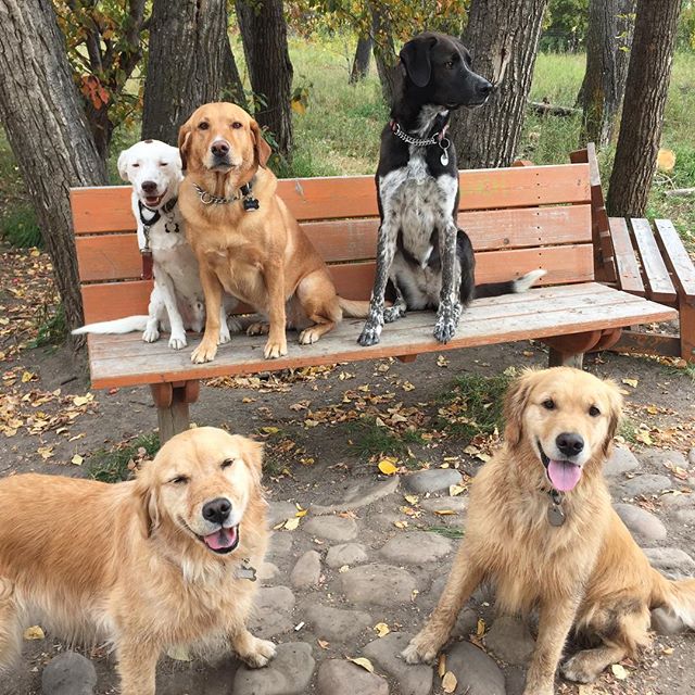 Here are some happy dawgs!!! #sunshine #summer #dogs #packwalks #dogwalker #nwcalgary #yyc
