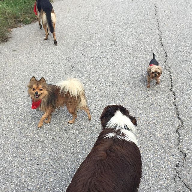 Here are some happy dawgs!!! #sunshine #summer #dogs #packwalks #dogwalker #nwcalgary #yyc