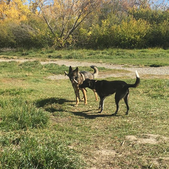 Here are some happy dawgs!!! #sunshine #summer #dogs #packwalks #dogwalker #nwcalgary #yyc