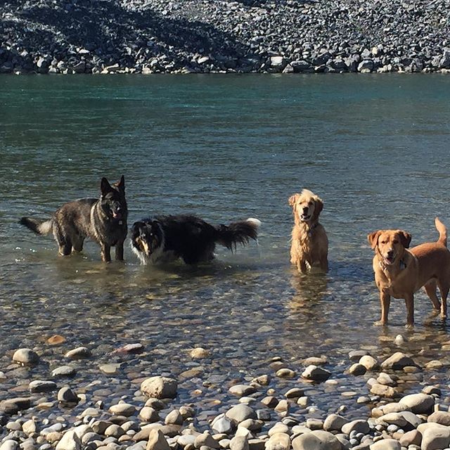 Here are some happy dawgs!!! #sunshine #summer #dogs #packwalks #dogwalker #nwcalgary #yyc