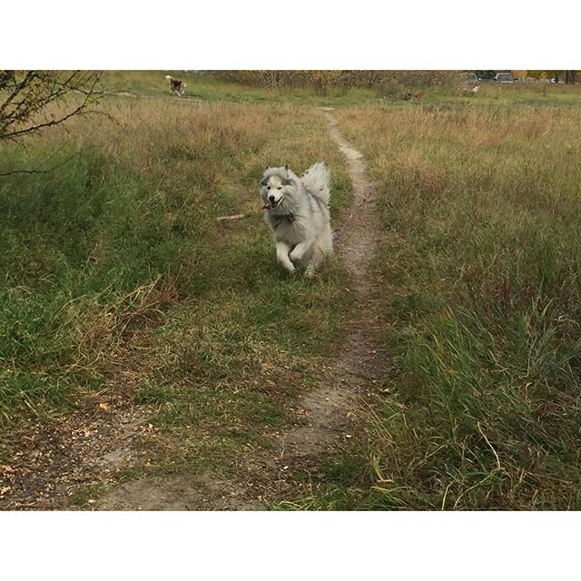 Here are some happy dawgs!!! #sunshine #summer #dogs #packwalks #dogwalker #nwcalgary #yyc