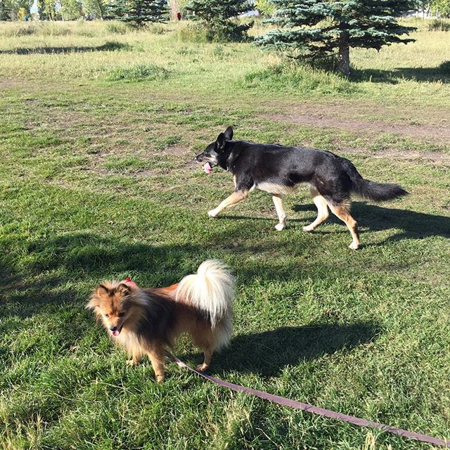 Here are some happy dawgs!!! #sunshine #summer #dogs #packwalks #dogwalker #nwcalgary #yyc