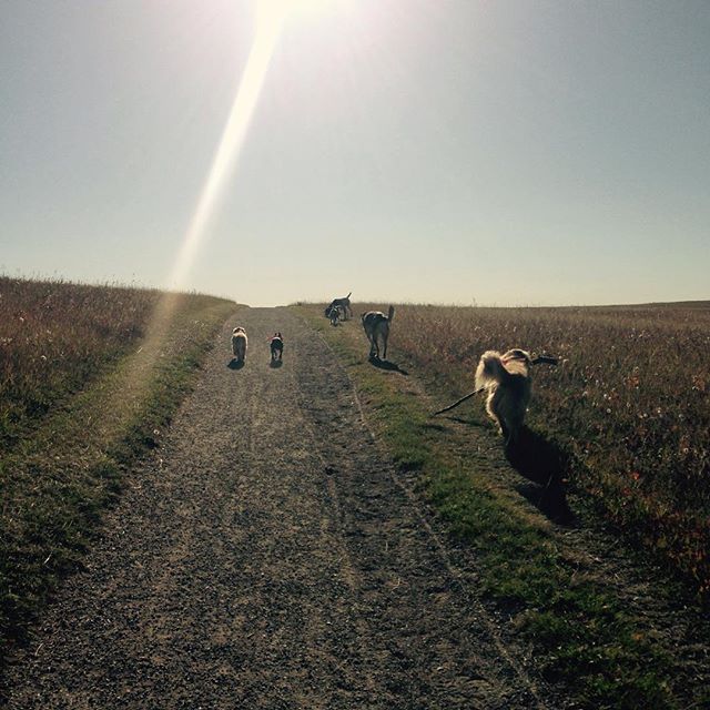 Here are some happy dawgs!!! #sunshine #summer #dogs #packwalks #dogwalker #nwcalgary #yyc