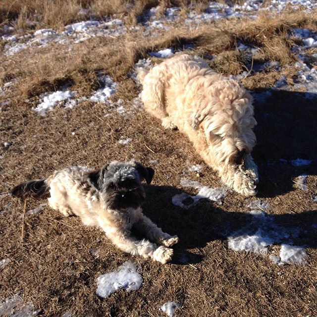 Here are some happy dawgs!!! #sunshine #summer #dogs #packwalks #dogwalker #nwcalgary #yyc