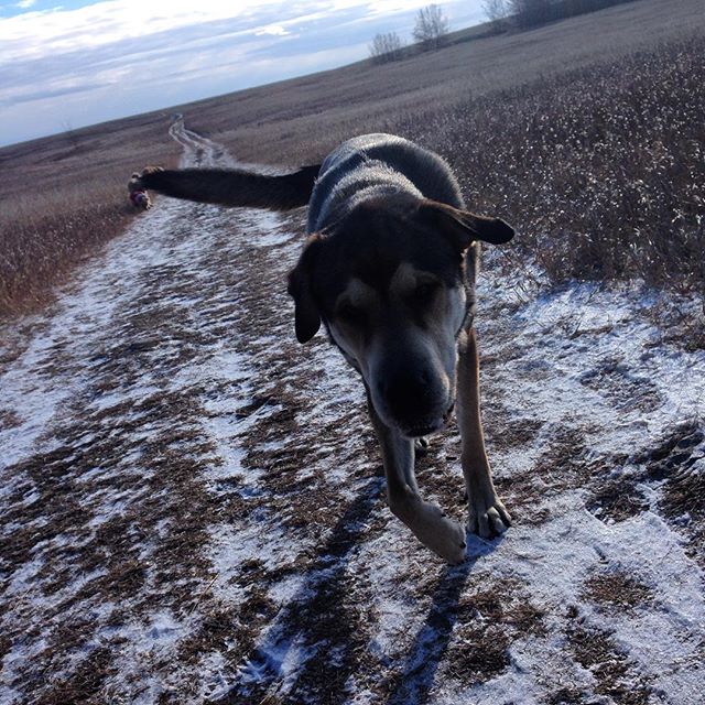 Here are some happy dawgs!!! #sunshine #summer #dogs #packwalks #dogwalker #nwcalgary #yyc
