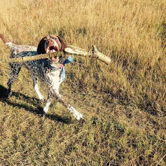 Here are some happy dawgs!!! #sunshine #summer #dogs #packwalks #dogwalker #nwcalgary #yyc