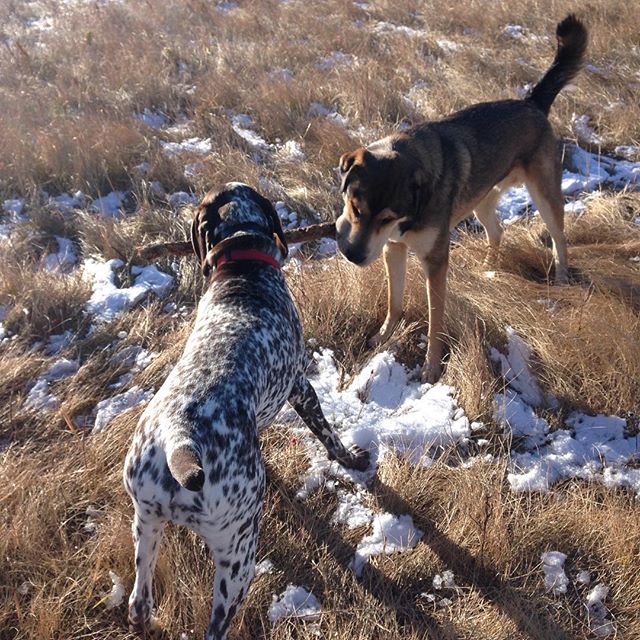 Here are some happy dawgs!!! #sunshine #summer #dogs #packwalks #dogwalker #nwcalgary #yyc