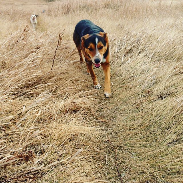 Here are some happy dawgs!!! #sunshine #summer #dogs #packwalks #dogwalker #nwcalgary #yyc