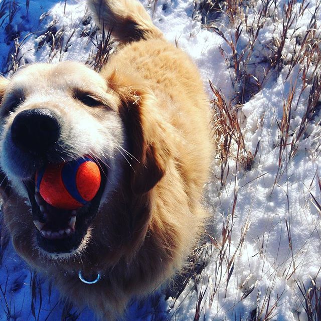 Here are some happy dawgs!!! #sunshine #summer #dogs #packwalks #dogwalker #nwcalgary #yyc