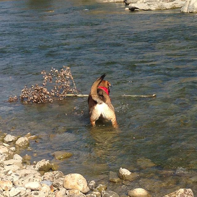 Here are some happy dawgs!!! #sunshine #summer #dogs #packwalks #dogwalker #nwcalgary #yyc