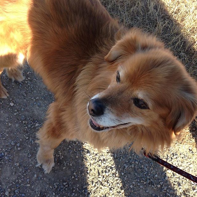 Here are some happy dawgs!!! #sunshine #summer #dogs #packwalks #dogwalker #nwcalgary #yyc