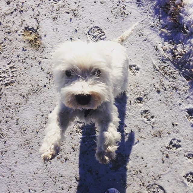 Here are some happy dawgs!!! #sunshine #summer #dogs #packwalks #dogwalker #nwcalgary #yyc