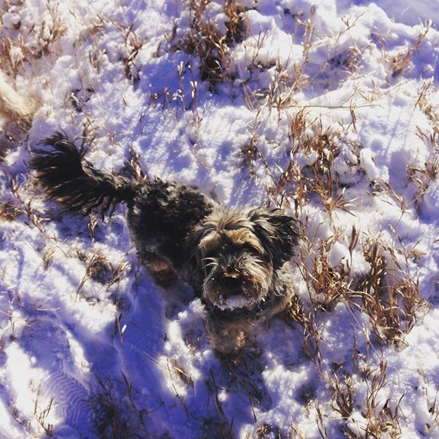 Here are some happy dawgs!!! #sunshine #summer #dogs #packwalks #dogwalker #nwcalgary #yyc