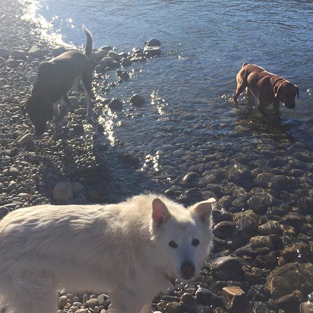 Here are some happy dawgs!!! #sunshine #summer #dogs #packwalks #dogwalker #nwcalgary #yyc