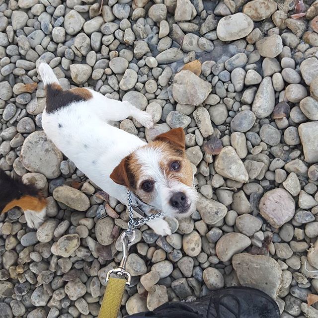 Here are some happy dawgs!!! #sunshine #summer #dogs #packwalks #dogwalker #nwcalgary #yyc
