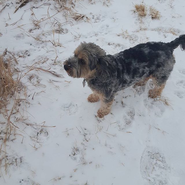 Here are some happy dawgs!!! #sunshine #summer #dogs #packwalks #dogwalker #nwcalgary #yyc