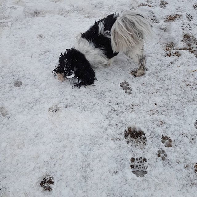 Here are some happy dawgs!!! #sunshine #summer #dogs #packwalks #dogwalker #nwcalgary #yyc