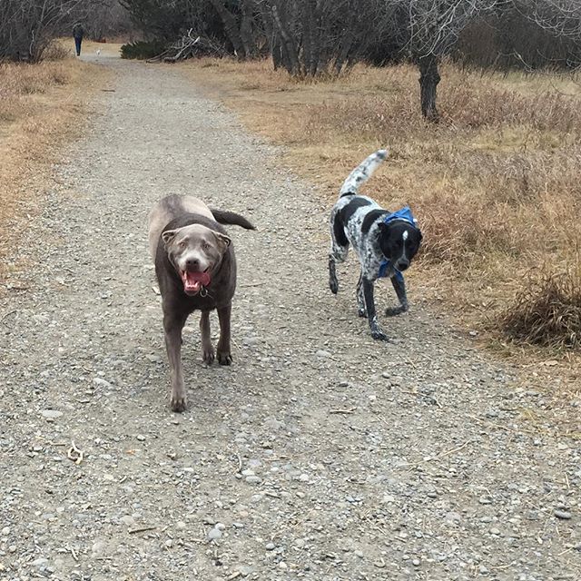 Here are some happy dawgs!!! #sunshine #summer #dogs #packwalks #dogwalker #nwcalgary #yyc