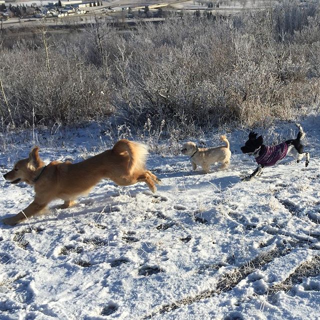 Here are some happy dawgs!!! #sunshine #summer #dogs #packwalks #dogwalker #nwcalgary #yyc