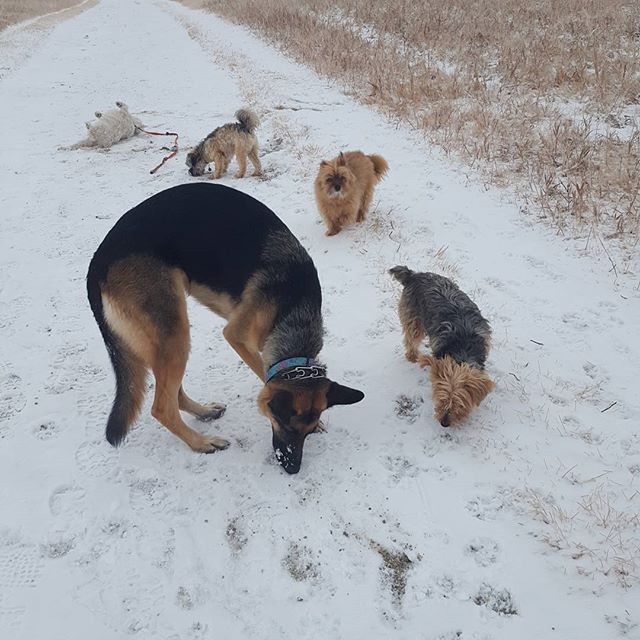 Here are some happy dawgs!!! #sunshine #summer #dogs #packwalks #dogwalker #nwcalgary #yyc