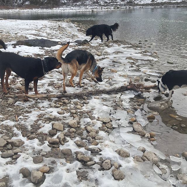 Here are some happy dawgs!!! #sunshine #summer #dogs #packwalks #dogwalker #nwcalgary #yyc