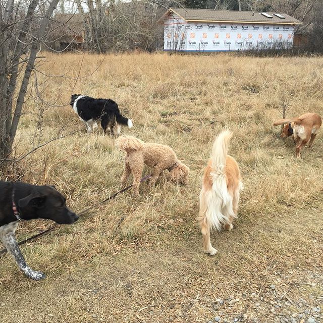 Here are some happy dawgs!!! #sunshine #summer #dogs #packwalks #dogwalker #nwcalgary #yyc