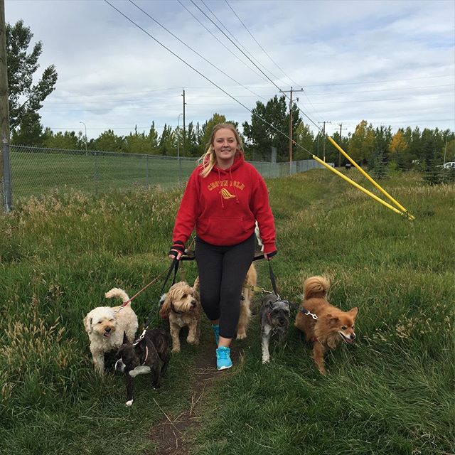 Here are some happy dawgs!!! #sunshine #summer #dogs #packwalks #dogwalker #nwcalgary #yyc
