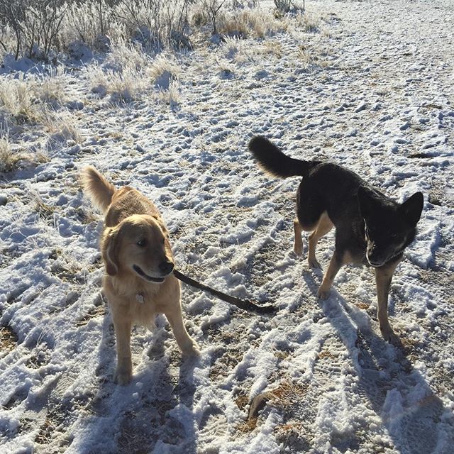 Here are some happy dawgs!!! #sunshine #summer #dogs #packwalks #dogwalker #nwcalgary #yyc