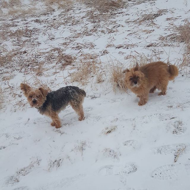 Here are some happy dawgs!!! #sunshine #summer #dogs #packwalks #dogwalker #nwcalgary #yyc