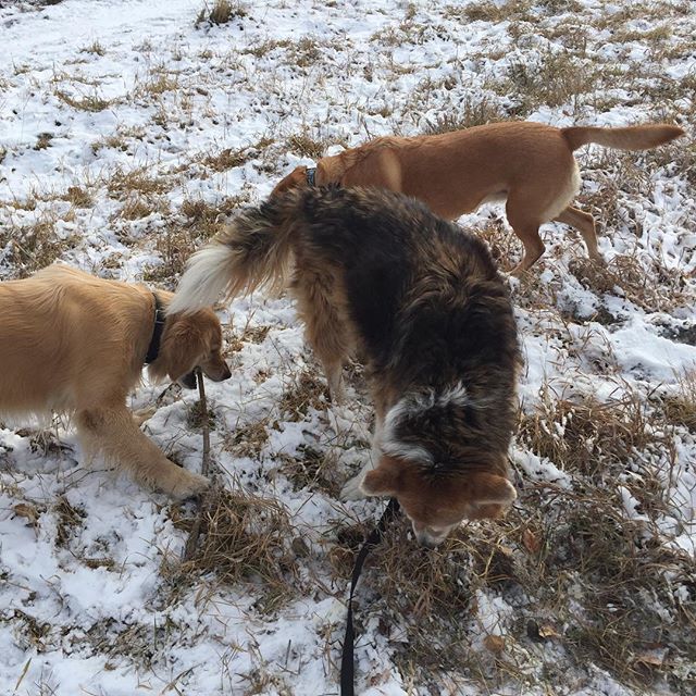 Here are some happy dawgs!!! #sunshine #summer #dogs #packwalks #dogwalker #nwcalgary #yyc