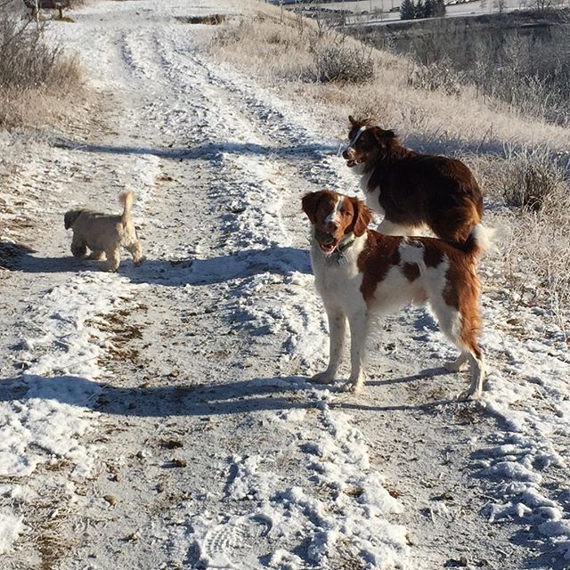 Here are some happy dawgs!!! #sunshine #summer #dogs #packwalks #dogwalker #nwcalgary #yyc