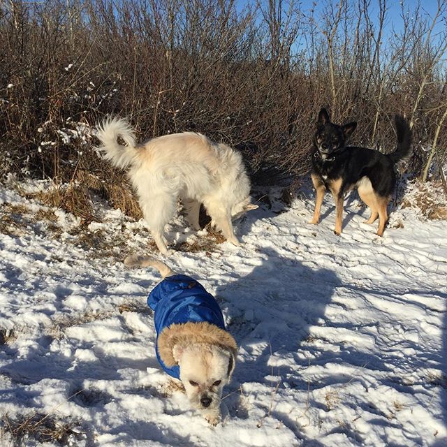 Here are some happy dawgs!!! #sunshine #summer #dogs #packwalks #dogwalker #nwcalgary #yyc