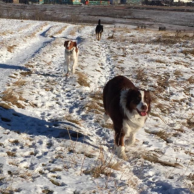 Here are some happy dawgs!!! #sunshine #summer #dogs #packwalks #dogwalker #nwcalgary #yyc