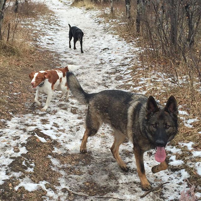 Here are some happy dawgs!!! #sunshine #summer #dogs #packwalks #dogwalker #nwcalgary #yyc