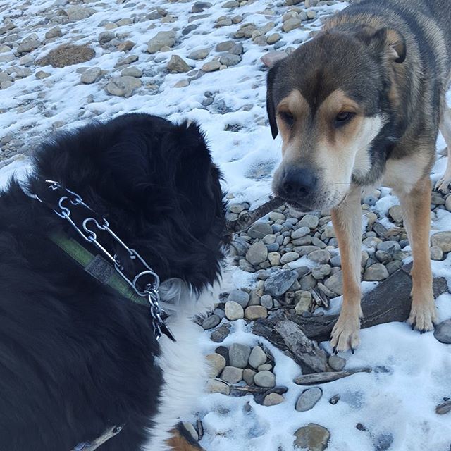 Here are some happy dawgs!!! #sunshine #summer #dogs #packwalks #dogwalker #nwcalgary #yyc