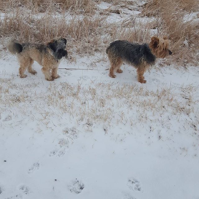 Here are some happy dawgs!!! #sunshine #summer #dogs #packwalks #dogwalker #nwcalgary #yyc