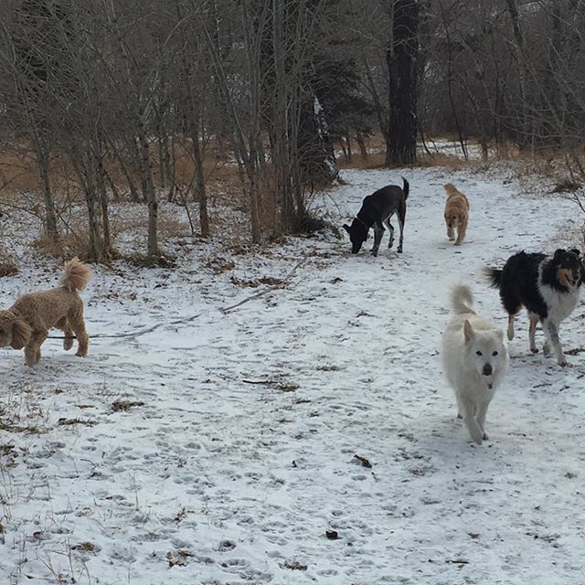Here are some happy dawgs!!! #sunshine #summer #dogs #packwalks #dogwalker #nwcalgary #yyc