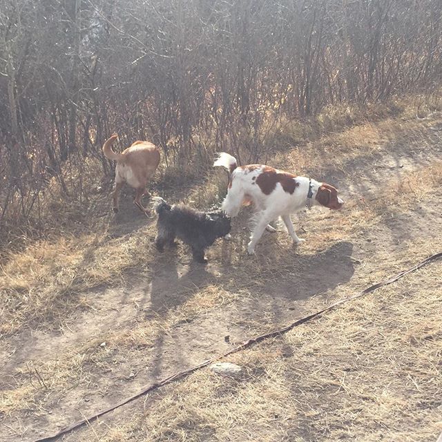 Here are some happy dawgs!!! #sunshine #summer #dogs #packwalks #dogwalker #nwcalgary #yyc